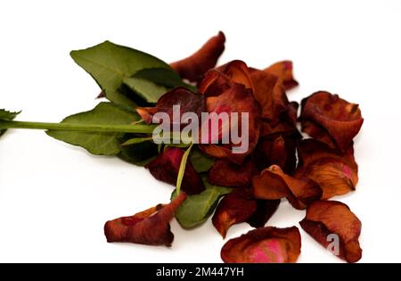 Une seule rose de fleur séchée et flétrir avec des pétales isolés sur fond blanc, concept de dépression, tristesse, vieillissement, mort, vulnérable, aba Banque D'Images