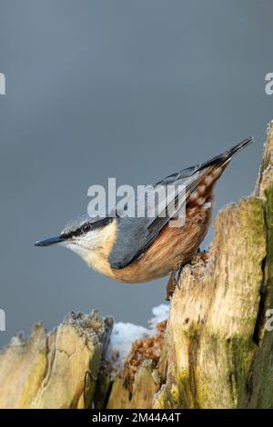 Nuthatch, Nom scientifique: Sitta Europaea. Gros plan d'un Nuthatch en hiver, orienté vers la gauche et perçant sur une souche d'arbre. Nettoyez l'arrière-plan avec Banque D'Images