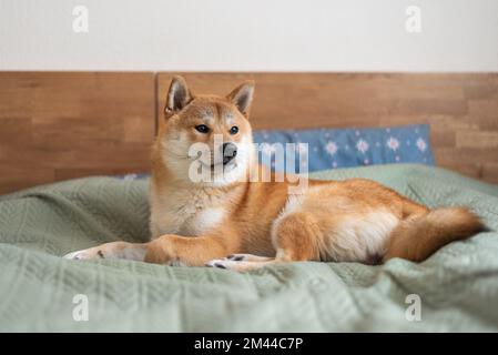 Le chien Shiba inu est allongé sur le lit Banque D'Images