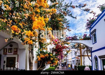 Des plantes de bougainvilliers colorées qui poussent dans une allée de Logan Gran Canaria. Banque D'Images