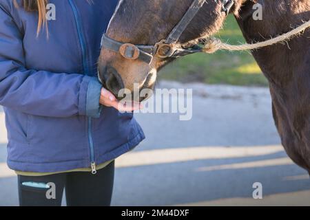 La fille nourrit le cheval avec ses mains. copier l'espace Banque D'Images