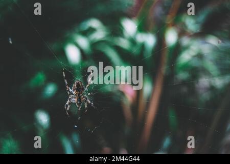 Araneus diadematus araignée de jardin européenne assise au milieu de son web sur fond vert jardin flou. Croisillon vu du côté inférieur dans son Banque D'Images