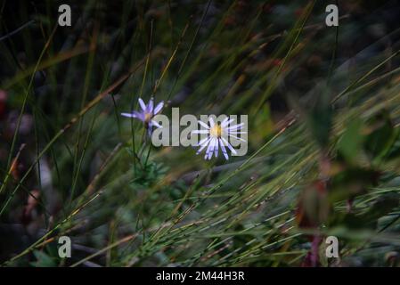 Deux fleurs violettes, ressemblant à des pâquerettes, provenant d'herbe sauvage et wispy dans un champ, sur la côte est du Canada. Banque D'Images