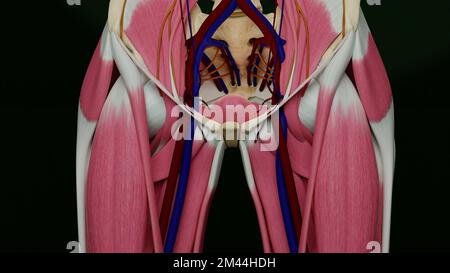 Région de la hanche humaine masculine, organes internes exposés, y compris vaisseaux sanguins iliaques, nerfs pudendaux, vessie, ligament inguinal, symphyse pubienne, et les muscles. Banque D'Images