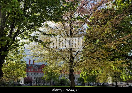 Verdure fraîche, arbres en mai, printemps, cour, temps ensoleillé, Trinity College, Dublin, Irlande Banque D'Images