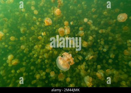 Grand nombre de méduses d'or (Mastigias) non-netbing dans la mer de méduses Ongeiml Tketau de Palau, Océan Pacifique, République de Palaos, Océanie Banque D'Images