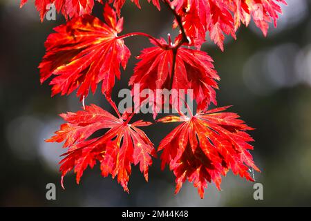 Érable à pleine lune (Acer japonicum Aconitifolium) forme ornementale feuilles d'Aconitifolium à coloration automnale, Allemagne Banque D'Images