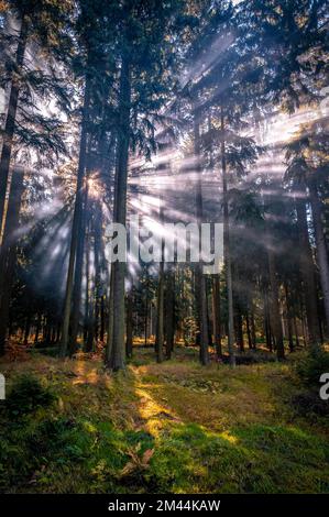 Brouillard dans une forêt de conifères dans les montagnes de l'Ore au soleil, Oberwiesenthal, Saxe, Allemagne Banque D'Images