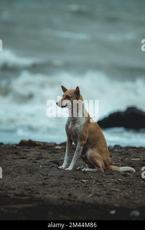 Un cliché vertical d'un chien de dingue sur la mer Banque D'Images