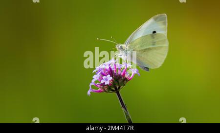 Petit papillon blanc sur verveine Banque D'Images