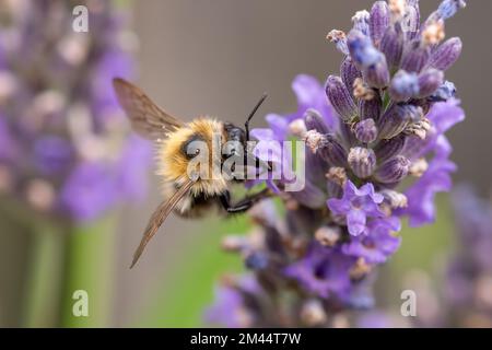 Bumble bee feeding on lavender Banque D'Images