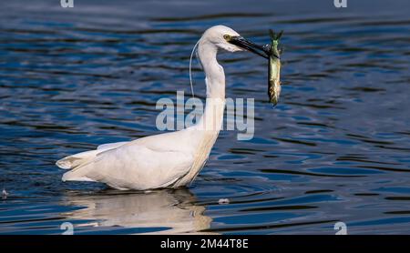 Petit aigrette attrapant un jeune brochet dans la réserve naturelle de Stodmarsh Banque D'Images