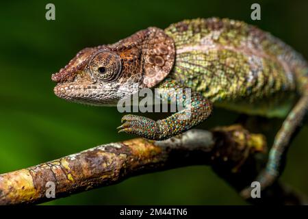 Chameleon cryptique (Calumma cryptikum), parc Mandraka, Madagascar Banque D'Images