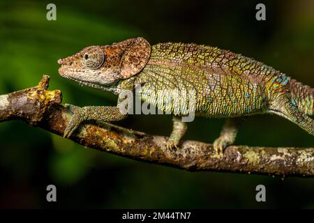 Chameleon cryptique (Calumma cryptikum), parc Mandraka, Madagascar Banque D'Images