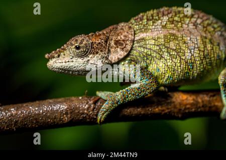 Chameleon cryptique (Calumma cryptikum), parc Mandraka, Madagascar Banque D'Images