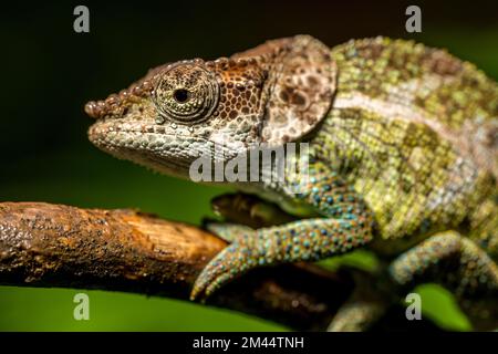 Chameleon cryptique (Calumma cryptikum), parc Mandraka, Madagascar Banque D'Images