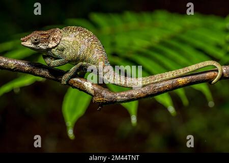 Chameleon cryptique (Calumma cryptikum), parc Mandraka, Madagascar Banque D'Images