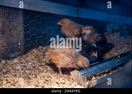 Jeunes poussins à l'intérieur d'une cage de couveuse de poulet avec une lampe de chauffage, une literie de rasage en bois, de la nourriture et de l'eau Banque D'Images