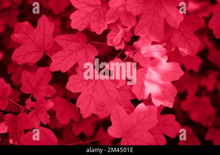 Viva Magenta couleur naturelle laisse l'arrière-plan. Couleur de l'année 2023. Viva Magenta. Texture des feuilles d'érable, fond naturel Banque D'Images