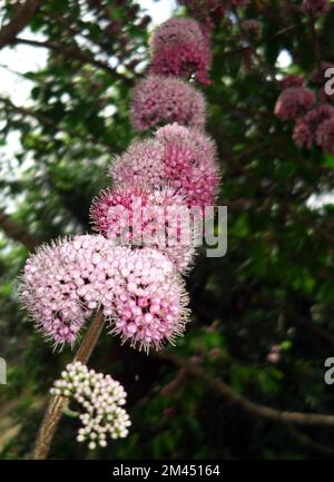 Fleurs roses d'Euodia (Melicope elleryana), la plante hôte des chenilles à papillons Ulysses, Cairns, Queensland, Australie Banque D'Images