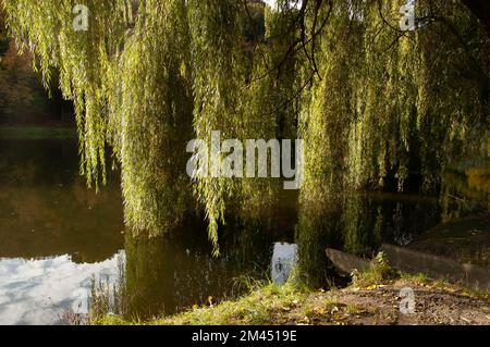 les branches de saule vert se baignent dans l'eau Banque D'Images