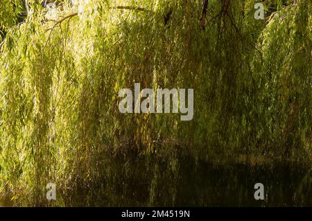les branches de saule vert se baignent dans l'eau Banque D'Images