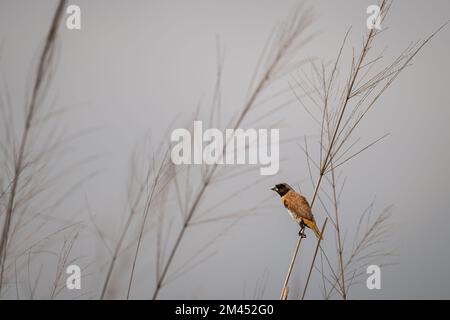 Un mannequin de Chestnut-Breasted perché sur une tête de semence d'herbe dans un champ ouvert à la réserve naturelle de Cattana Wetlands à Cairns, Queensland en Australie. Banque D'Images