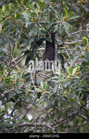 Un grand renard volant noir est suspendu à une branche d'arbre qui présente des yeux larges avec une langue qui dépasse et des dents canines à Surfers Paradise, en Australie. Banque D'Images