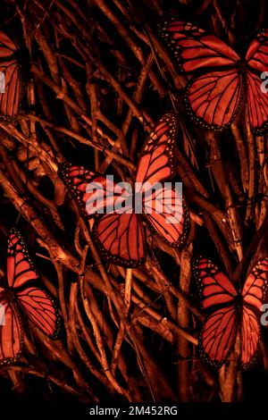 détail papillon placé sur les branches la nuit avec une lumière chaude qui illumine l'espace Banque D'Images