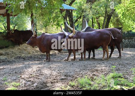 Un troupeau Ankole-Watusi (Bos taurus indicus) dans un environnement naturel Banque D'Images