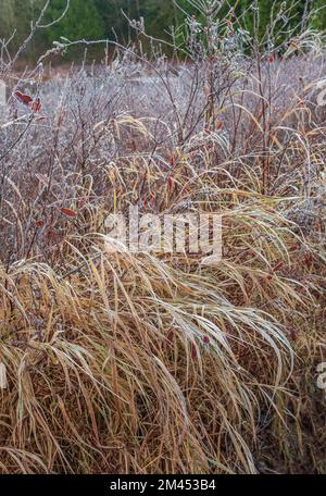 Séchez de l'herbe haute dans la forêt en un matin froid. Paysage d'automne. Paysage rural brumeux du champ avec de l'herbe marécageuse longue séchée. Personne. mise au point sélective Banque D'Images