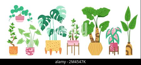 Maison plante en pot, ensemble de dessin animé décoratif. Pot à fleurs exotiques pour l'intérieur. Maison botanique d'intérieur plantes fleurantes en pot, monstère, céramique moderne en pot. Vecteur jungle plat isolé Illustration de Vecteur