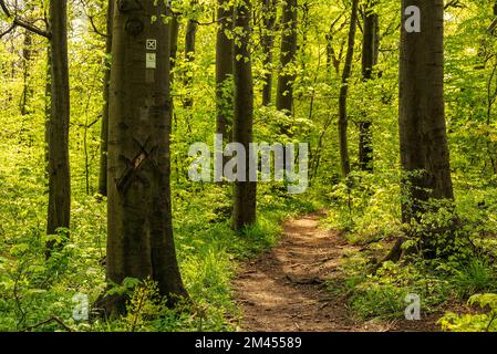 Le sentier de randonnée longue distance 'Ith-HiLS-Weg' qui mène à travers une forêt de hêtres verdoyante au printemps, Ith, Weserbergland, Allemagne Banque D'Images
