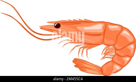 Illustration vecteur de crevettes Illustration de Vecteur