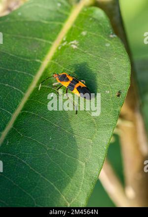 Gros insecte de l'herbe à poux (Oncopeltus fasciatus) sur ce qui est probablement une feuille de l'herbe à poux. Banque D'Images