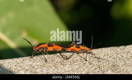 Une paire de grandes mugs d'herbe à lait (Oncopeltus fasciatus), probablement en accouplement. Banque D'Images