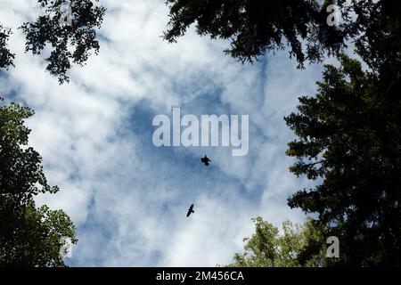 Les corneilles volent dans le ciel. Deux oiseaux en arrière-plan de nuages. Durée de vie des corneilles. Détails de la nature. Banque D'Images