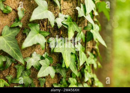 Gros plan de la lierre commune (Hedera Helix) sur un tronc de hêtre Banque D'Images