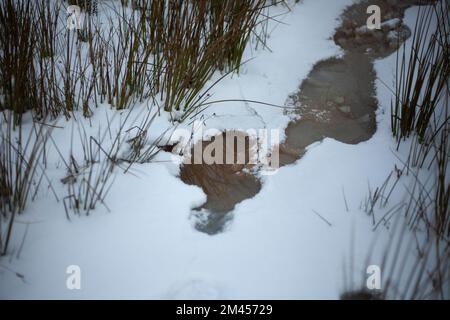 Eau dans la neige. Fonte de la neige. Temps humide. Détails du champ en hiver. Banque D'Images