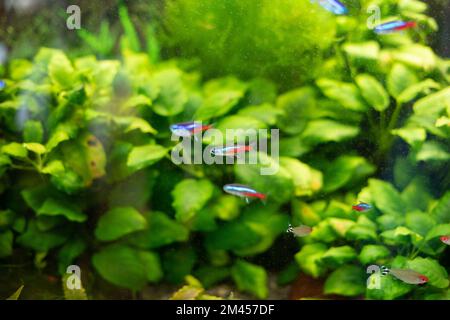 Poissons dans l'aquarium. Aquarium avec poissons de natation. Plantes dans l'eau. Eau dans le réservoir. Prise de vue à travers le verre. Banque D'Images