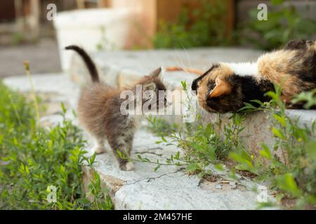 Chaton et chat dans le village. Chaton en été dans la rue. Animaux de compagnie mignons. Animaux dans le champ. Banque D'Images