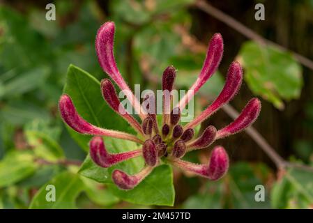 Gros plan des belles fleurs roses d'un chèvrefeuille commun (Lonicera periclymenum) en pleine forêt Banque D'Images