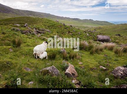 Alimentation d'agneau de mère mouton dans un paysage accidenté près de Mahon Falls dans les montagnes Comeragh, Irlande. Banque D'Images