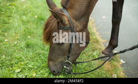 Herbe de nourriture de cheval. Cheval dans la rue. Le visage du cheval. Détails du corps de l'animal. Manger de l'herbe. Banque D'Images