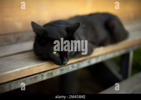 Le chat noir repose sur un tableau noir. Animaux de compagnie sur la véranda. Chat avec cheveux noirs. Restes d'animaux. Banque D'Images