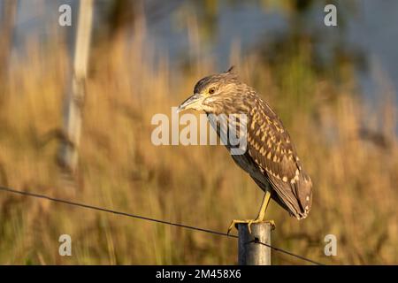 Magnifique Heron de nuit à couronne noire (Nycticorax nycticorax) sur une journée ensoleillée en été Banque D'Images