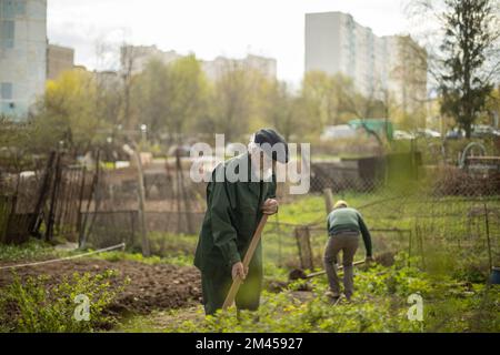 Grand-père et petit-fils dans le jardin. Creuser le jardin. Plantation. Les Russes creusent des pommes de terre dans le jardin. Banque D'Images