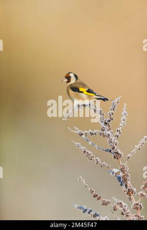 Carduelis carduelis, adulte perché sur une tige de quai recouverte de gel, Suffolk, Angleterre, décembre Banque D'Images