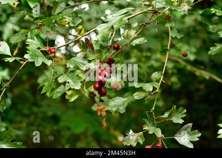 Baies de Hawthorn sur une brousse verdoyante en automne Banque D'Images