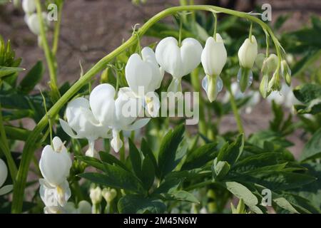 Cœur à saignement blanc (Dicentra spectabilis 'Alba') Banque D'Images